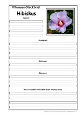 Pflanzensteckbrief-Hibiskus.pdf